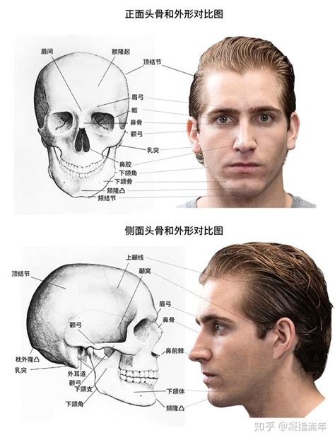 頭骨相學|【頭骨面相】揭密頭骨面相玄機：九大骨骼解析你的命。